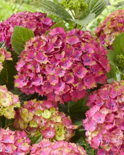Kerti hortenzia - Hydrangea macrophylla "Wizard" K5
