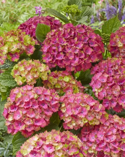 Kerti hortenzia - Hydrangea macrophylla "Wizard" K5