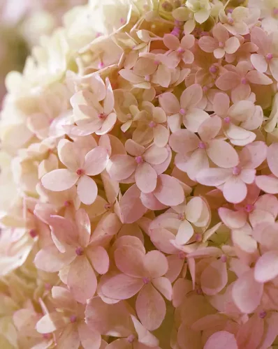 Bugás hortenzia - Hydrangea Paniculata "Living Little Love"