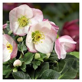 Hunyor - Helleborus Winter Ballet "Kacy"