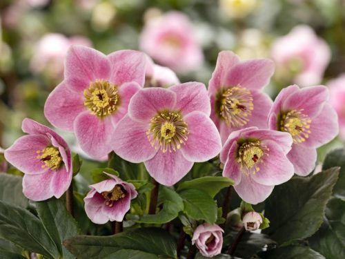 Hunyor - Helleborus Winter Ballet "Kacy"