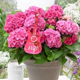 Kerti hortenzia - Hydrangea macrophylla Music Collection "Pink Punk" K5