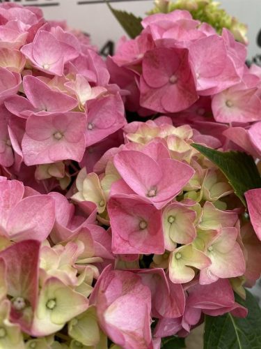 Kerti hortenzia - Hydrangea macrophylla Music Collection "Pink Punk" K5