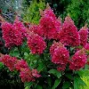 Törzses Bugás hortenzia - Hydrangea paniculata ‘Wims Red’ - Törzs 50 cm - K10