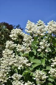 Törzses Bugás hortenzia - Hydrangea paniculata ‘Wims Red’ - Törzs 50 cm - K10