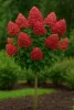 Törzses Bugás hortenzia - Hydrangea paniculata ‘Wims Red’ - Törzs 50 cm - K10