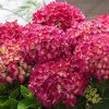 Kerti hortenzia - Hydrangea macrophylla Music Collection "Red Reggae" K2
