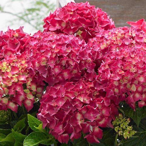 Kerti hortenzia - Hydrangea macrophylla Music Collection "Red Reggae" K2