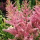 Tollbuga - Astilbe japonica "Darwin’s Dream"