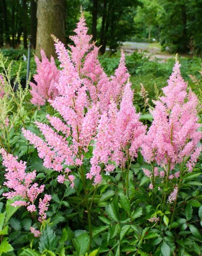 Tollbuga - Astilbe japonica "Darwin’s Dream"