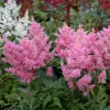 Tollbuga - Astilbe japonica "Darwin’s Dream"