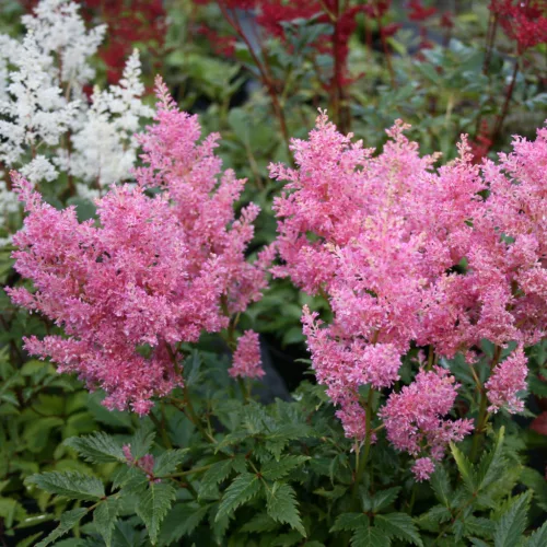 Tollbuga - Astilbe japonica "Darwin’s Dream"
