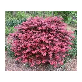 Japán juhar - Acer palmatum "Rhode Island Red"
