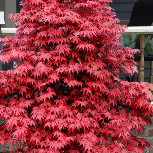 Japán juhar - Acer palmatum "Rhode Island Red"