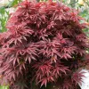 Japán juhar - Acer palmatum "Rhode Island Red"