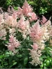Tollbuga - Astilbe "Peach Blossom"