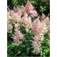 Tollbuga - Astilbe "Peach Blossom"