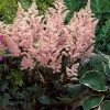 Tollbuga - Astilbe "Peach Blossom"