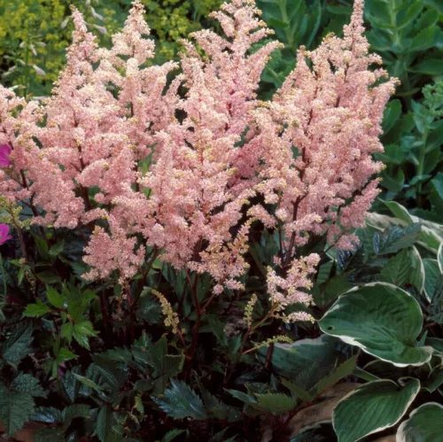 Tollbuga - Astilbe "Peach Blossom"