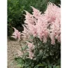 Tollbuga - Astilbe "Peach Blossom"