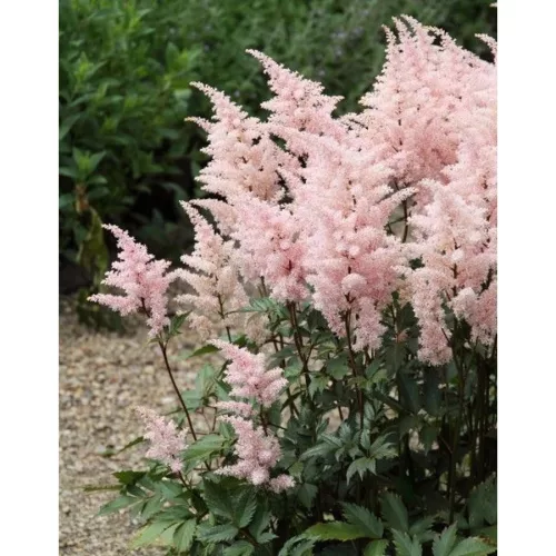 Tollbuga - Astilbe "Peach Blossom"