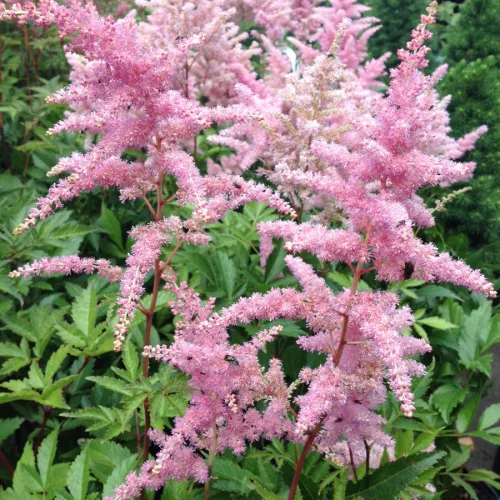 Tollbuga - Astilbe "Peach Blossom"