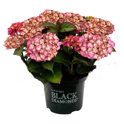 Kerti hortenzia - Hydrangea macrophylla Black Diamonds "Midnight Beauty Purple