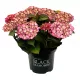 Kerti hortenzia - Hydrangea macrophylla Black Diamonds "Midnight Beauty Purple