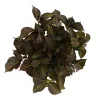 Kerti hortenzia - Hydrangea macrophylla Black Diamonds "Midnight Beauty Purple