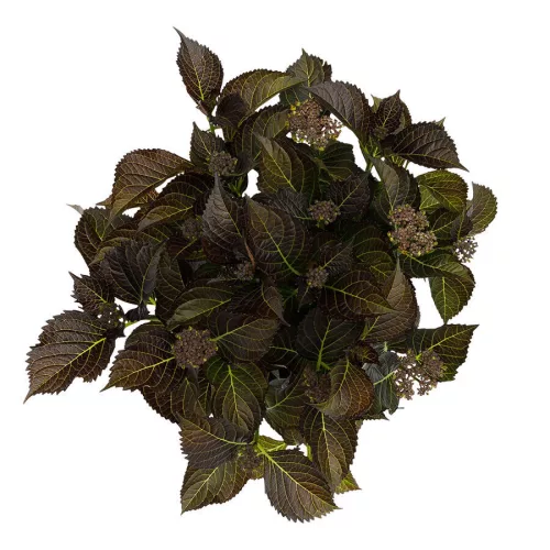 Kerti hortenzia - Hydrangea macrophylla Black Diamonds "Midnight Beauty Purple