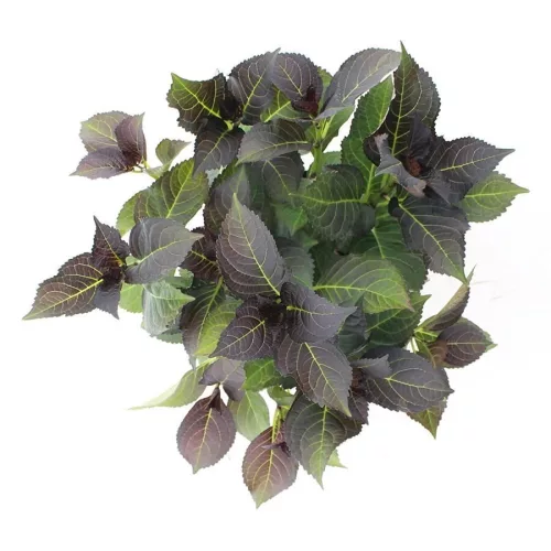 Kerti hortenzia - Hydrangea macrophylla Black Diamonds "Midnight Beauty Purple