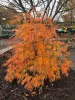 Japán juhar - Acer palmatum "Ice Dragon" (Jack Frost® sorozat) - K3
