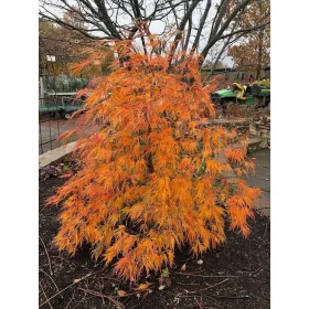 Japán juhar - Acer palmatum "Ice Dragon" (Jack Frost® sorozat) - K3