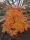Japán juhar - Acer palmatum "Ice Dragon" (Jack Frost® sorozat) - K3