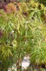 Japán juhar - Acer palmatum "Ice Dragon" (Jack Frost® sorozat) - K3