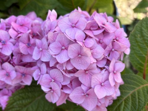 Kerti hortenzia - Hydrangea macrophylla 'Endless Summer Bloomstar Pink"'