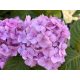 Kerti hortenzia - Hydrangea macrophylla 'Endless Summer Bloomstar Pink"'