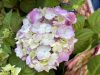 Kerti hortenzia - Hydrangea macrophylla 'Endless Summer Bloomstar Pink"'