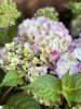 Kerti hortenzia - Hydrangea macrophylla 'Endless Summer Bloomstar Pink"'