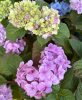 Kerti hortenzia - Hydrangea macrophylla 'Endless Summer Bloomstar Pink"'