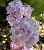 Kerti hortenzia - Hydrangea macrophylla 'Endless Summer Bloomstar Pink"'