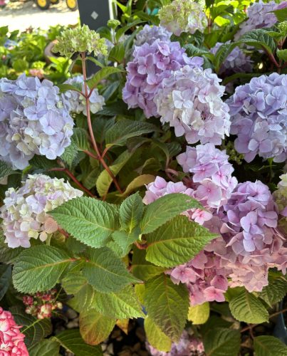 Kerti hortenzia - Hydrangea macrophylla 'Endless Summer Bloomstar Pink"'