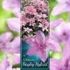 Klematisz / Iszalag - Clematisz 'Hagley Hybrid'