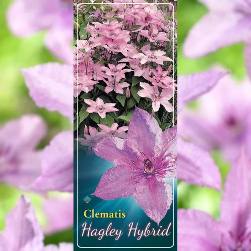 Klematisz / Iszalag - Clematisz 'Hagley Hybrid'