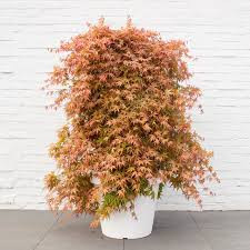 Csüngő ágú Japán juhar - Acer palmatum "Cascade Ruby" P19