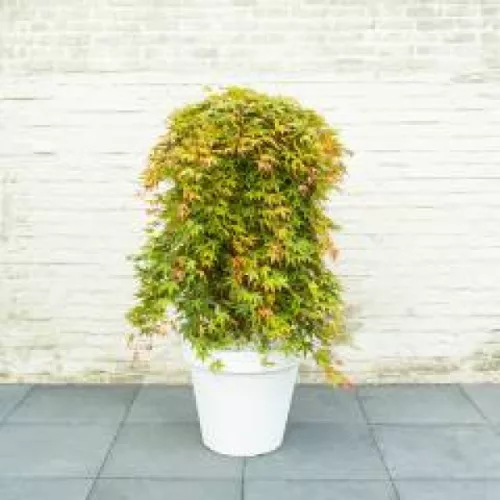 Csüngő ágú Japán juhar - Acer palmatum "Cascade Ruby" P19