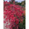 Csüngő ágú Japán juhar - Acer palmatum "Cascade Ruby" P19
