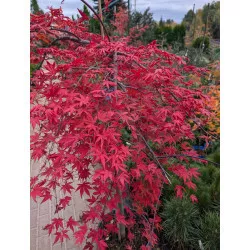 Csüngő ágú Japán juhar - Acer palmatum "Cascade Ruby" P19