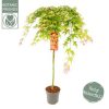 Csüngő ágú Japán juhar - Acer palmatum "Cascade Ruby" P19