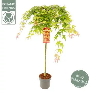 Csüngő ágú Japán juhar - Acer palmatum "Cascade Ruby" P19